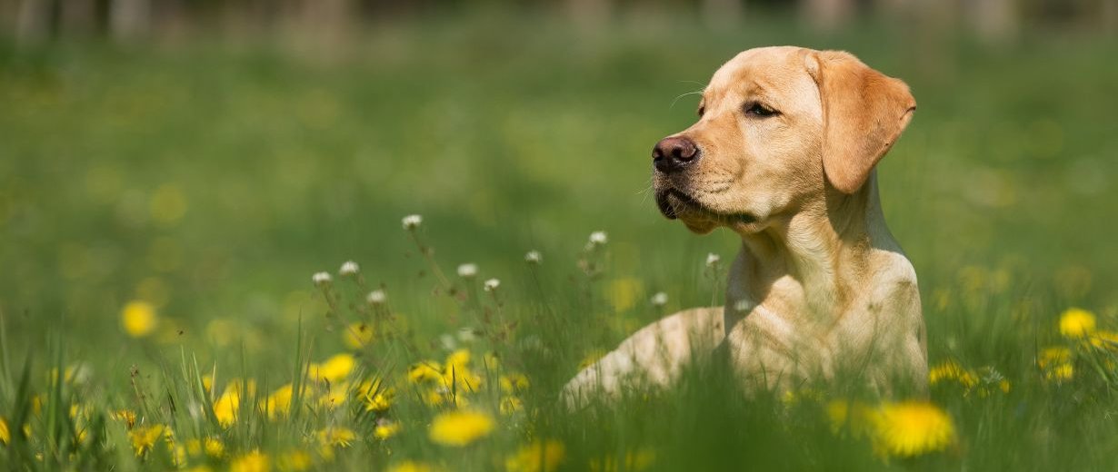 Wasserrute Was tun, wenn der Hund nicht mehr mit dem Schwanz wedelt